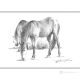 CHEVAUX Dessin au stylo sur toile moderne Made in Italy 